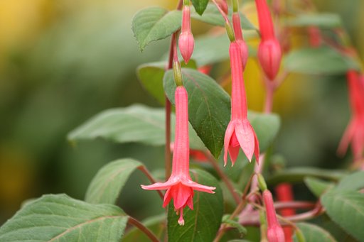 水戸植物公園の花