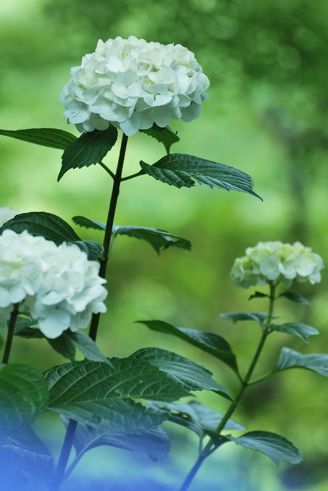 紫陽花