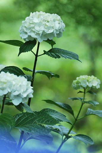 紫陽花