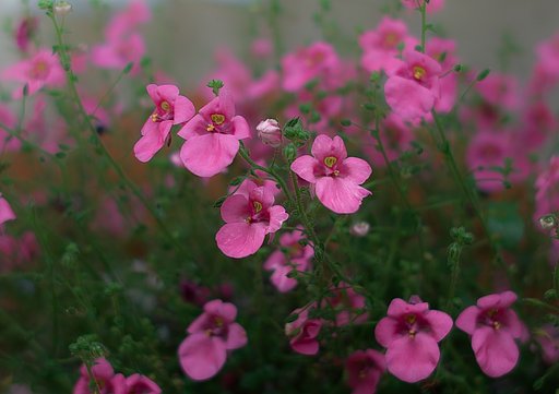 可愛らしいお花