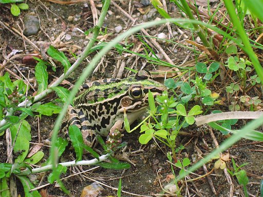 トノサマガエル