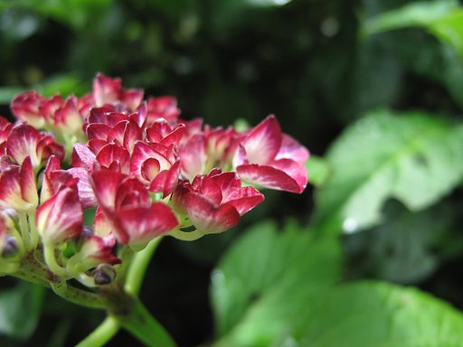 紫陽花