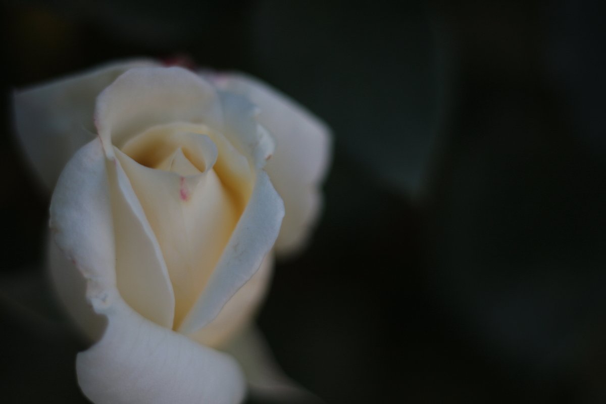 白薔薇