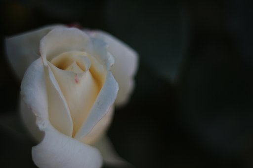 白薔薇