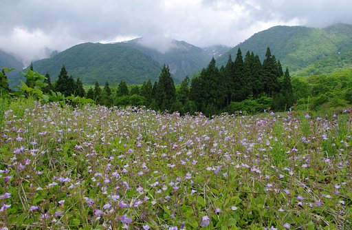 越後の棚田跡