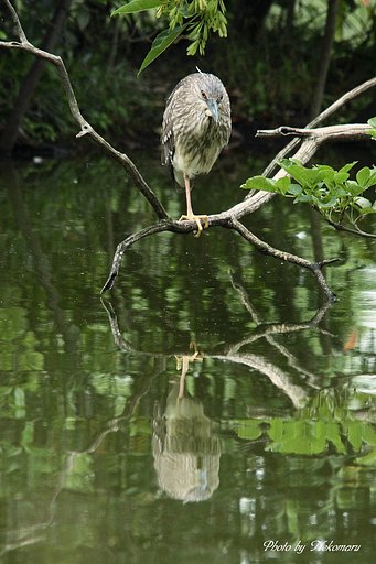 五位鷺（幼鳥）