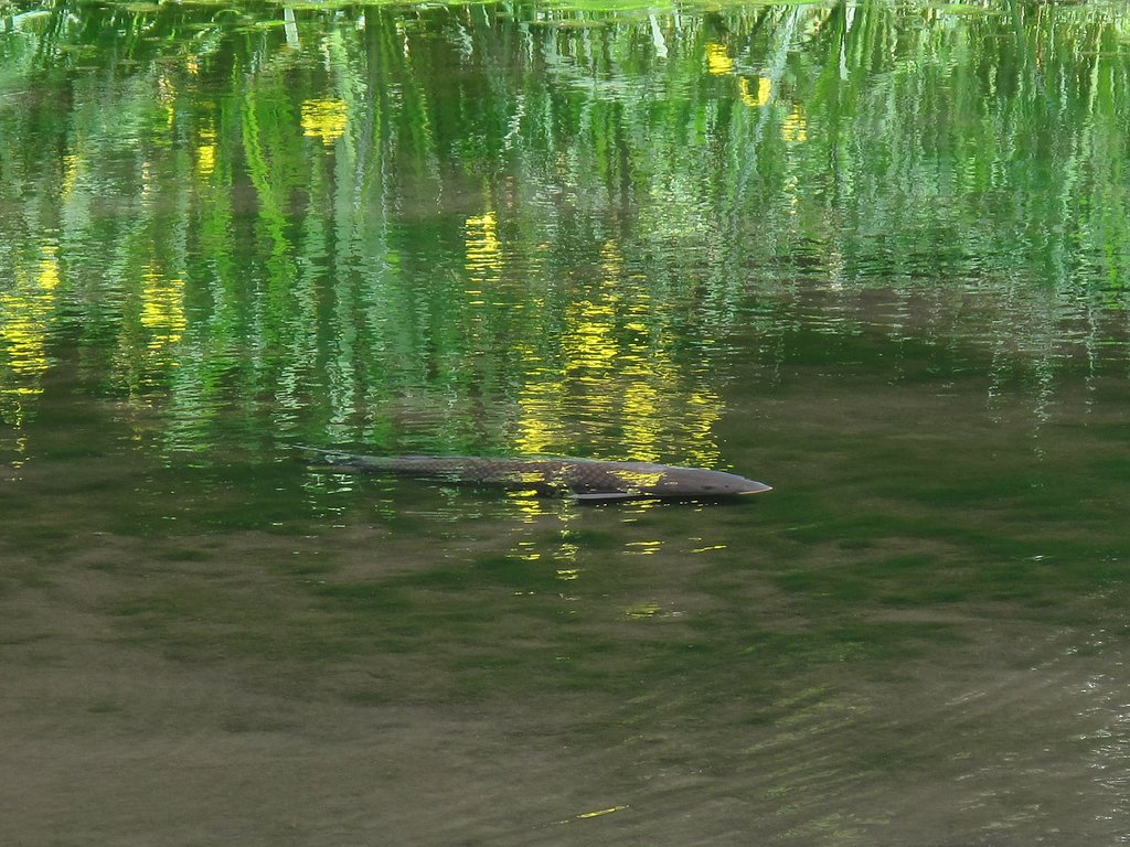 [清和]水辺
