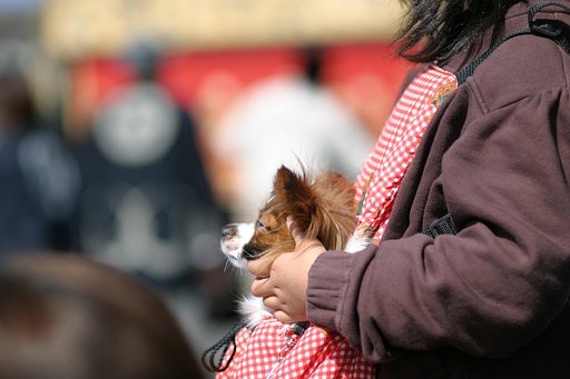 犬はともだち?