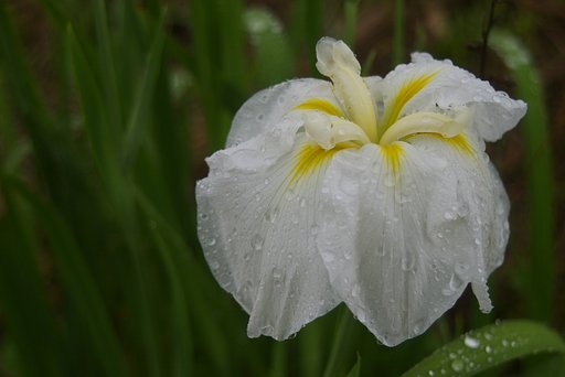 白いアヤメ、雨にも美しく