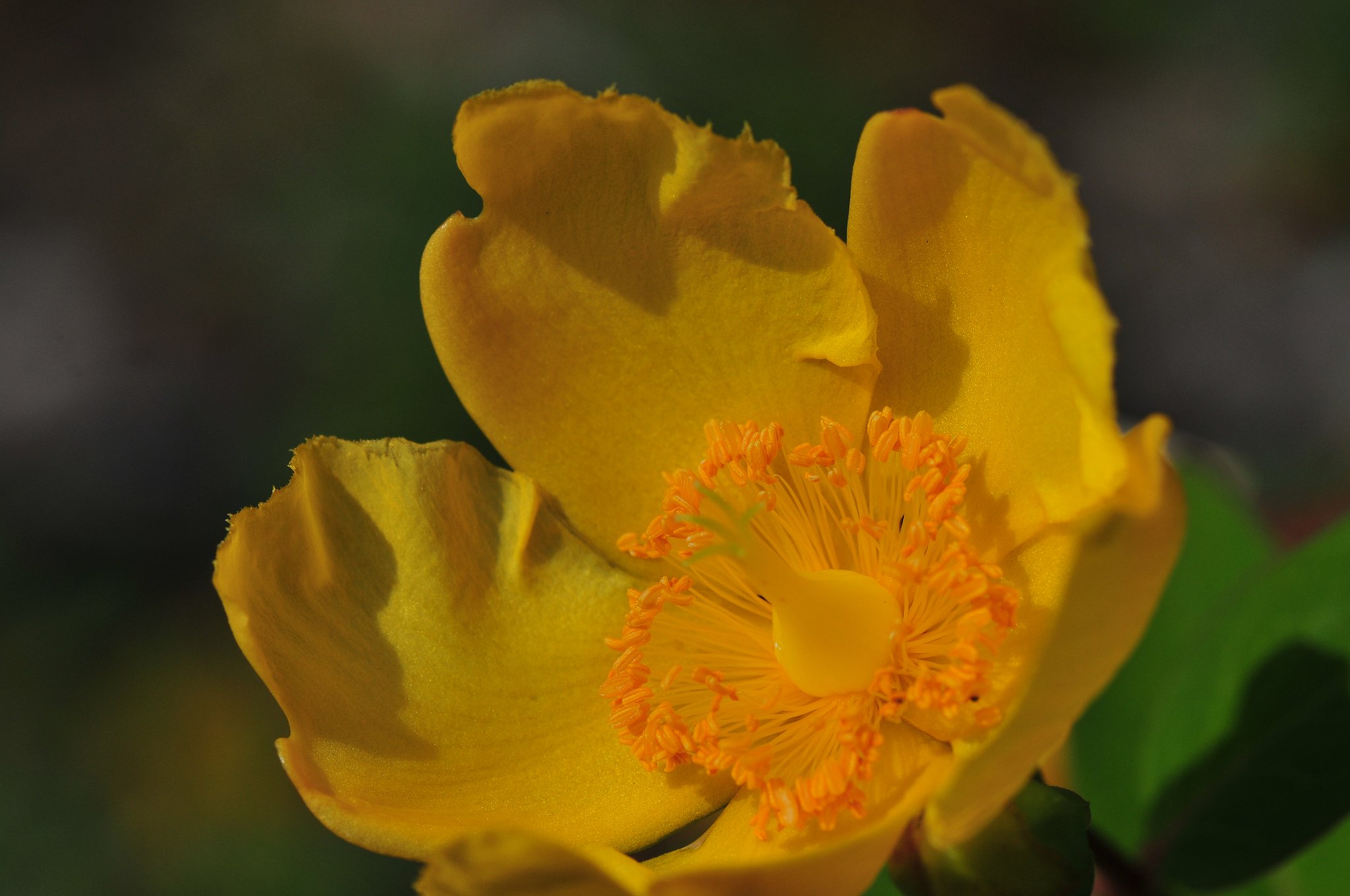盛りを過ぎた？花