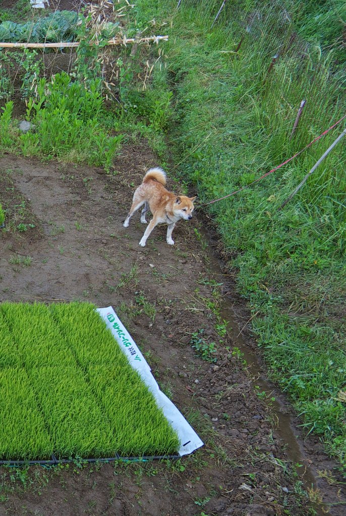 面白い体型の犬?