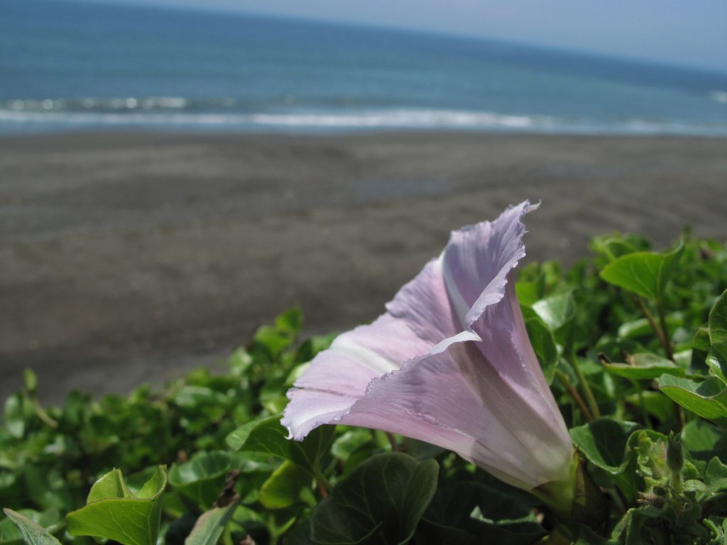 湘南の浜昼顔
