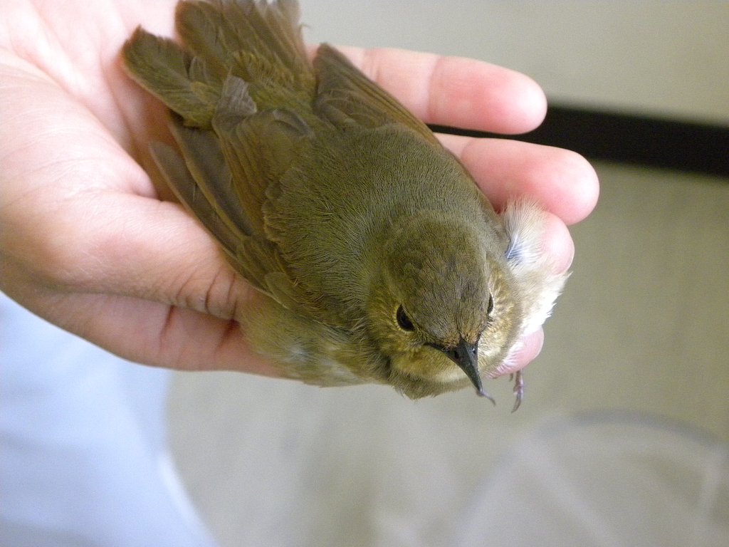 野鳥保護