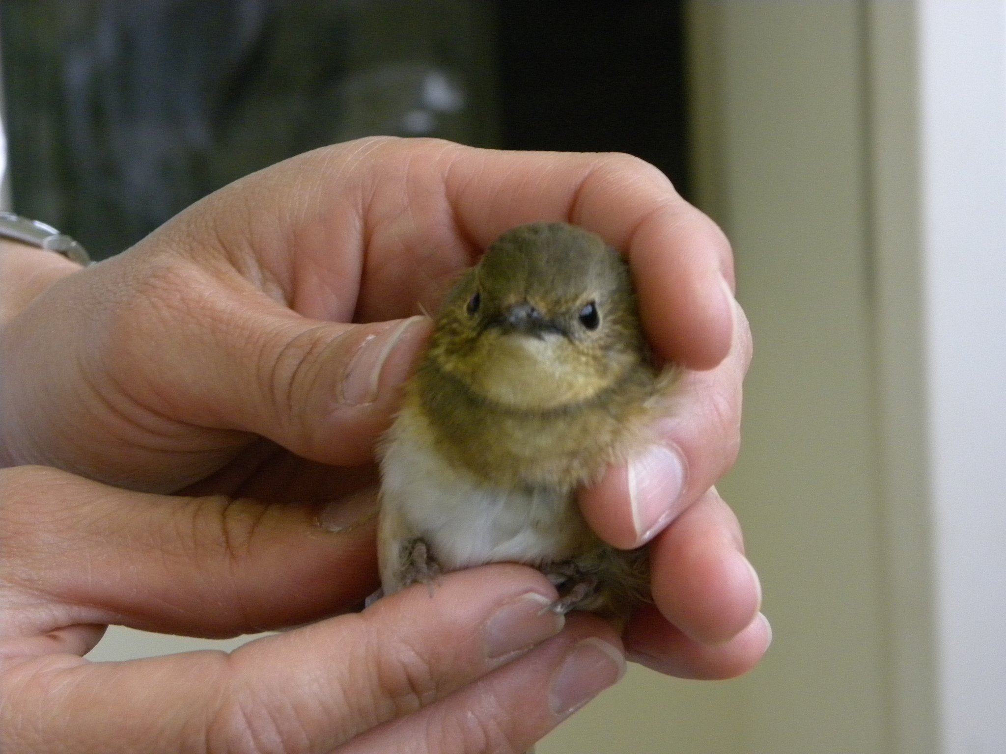 野鳥保護②