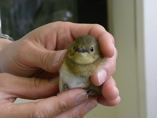 野鳥保護②