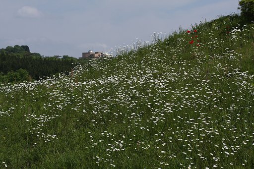 増えすぎです