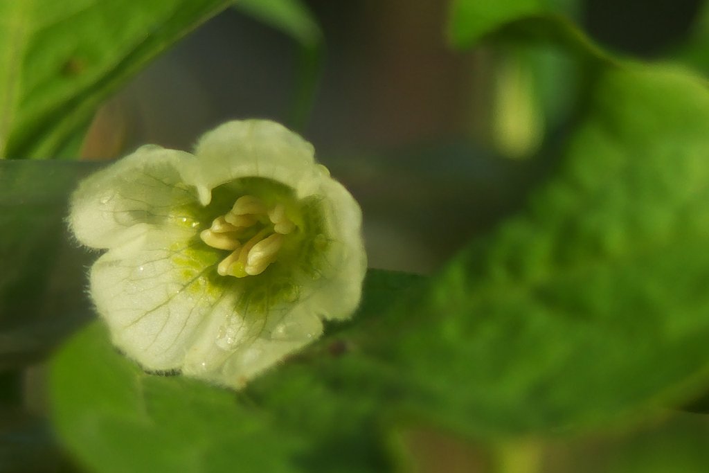 ホオズキの花