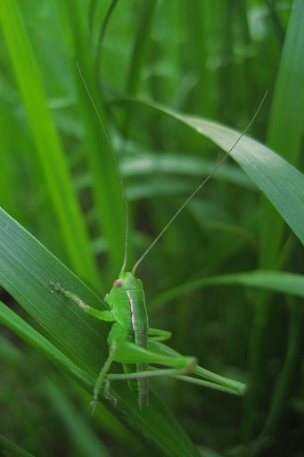 キリギリスの赤ちゃんかな？