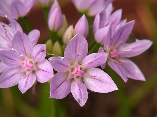 園芸種　韮の花