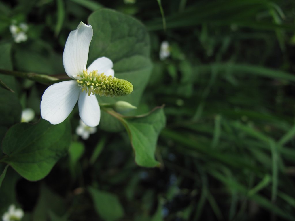 ドクダミの花