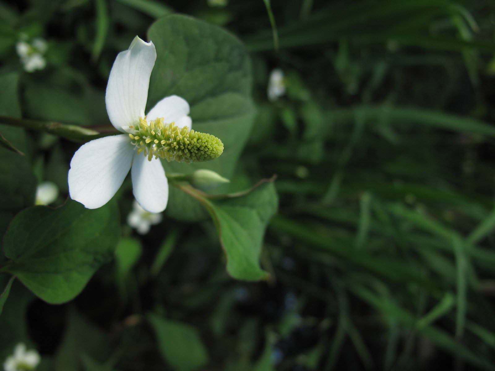 ドクダミの花