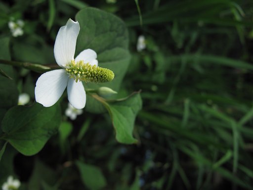 ドクダミの花