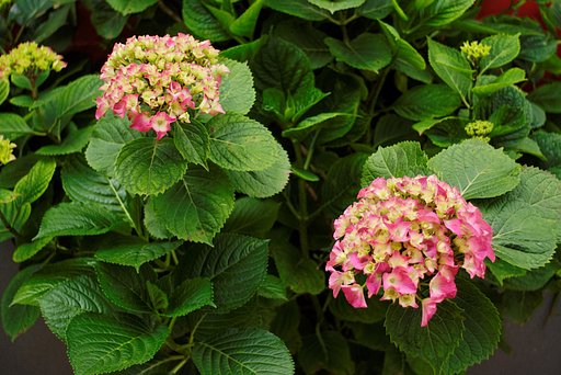 紫陽花