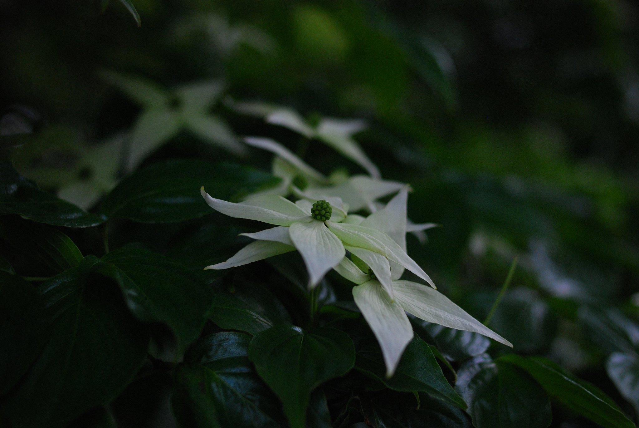 山法師