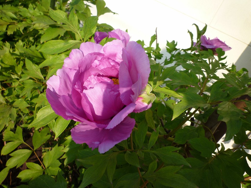シャクヤク