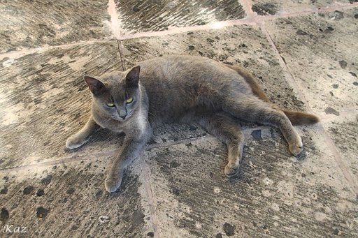 迷彩猫