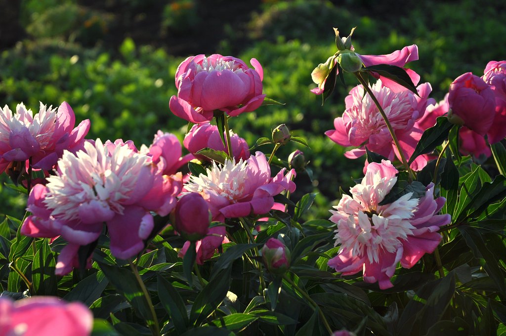 夕方の芍薬