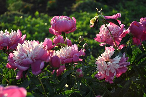 夕方の芍薬