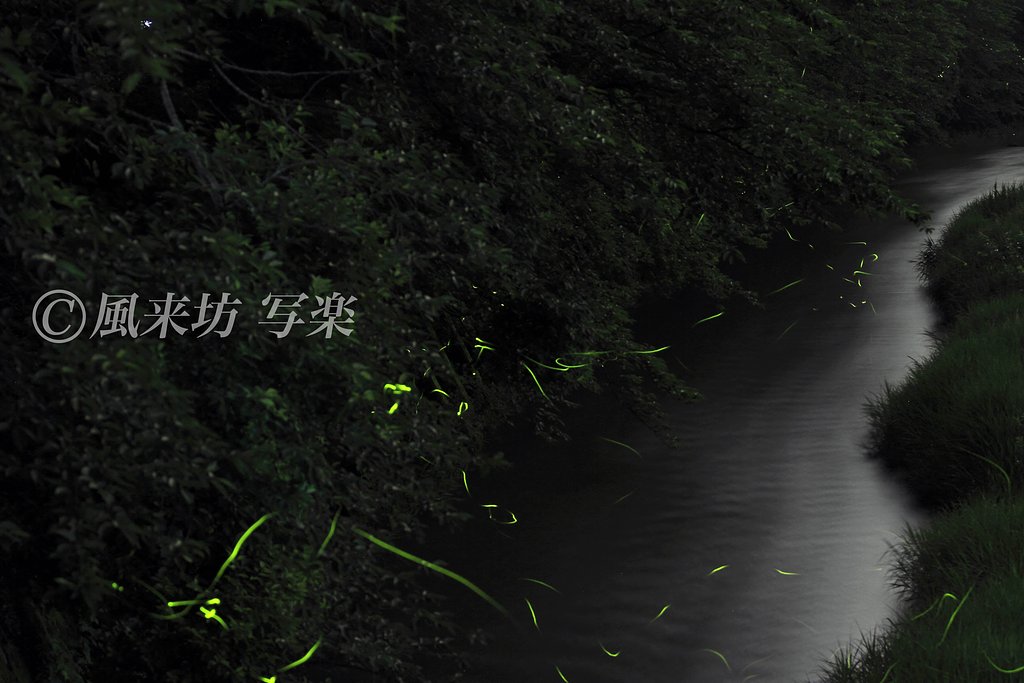 蛍