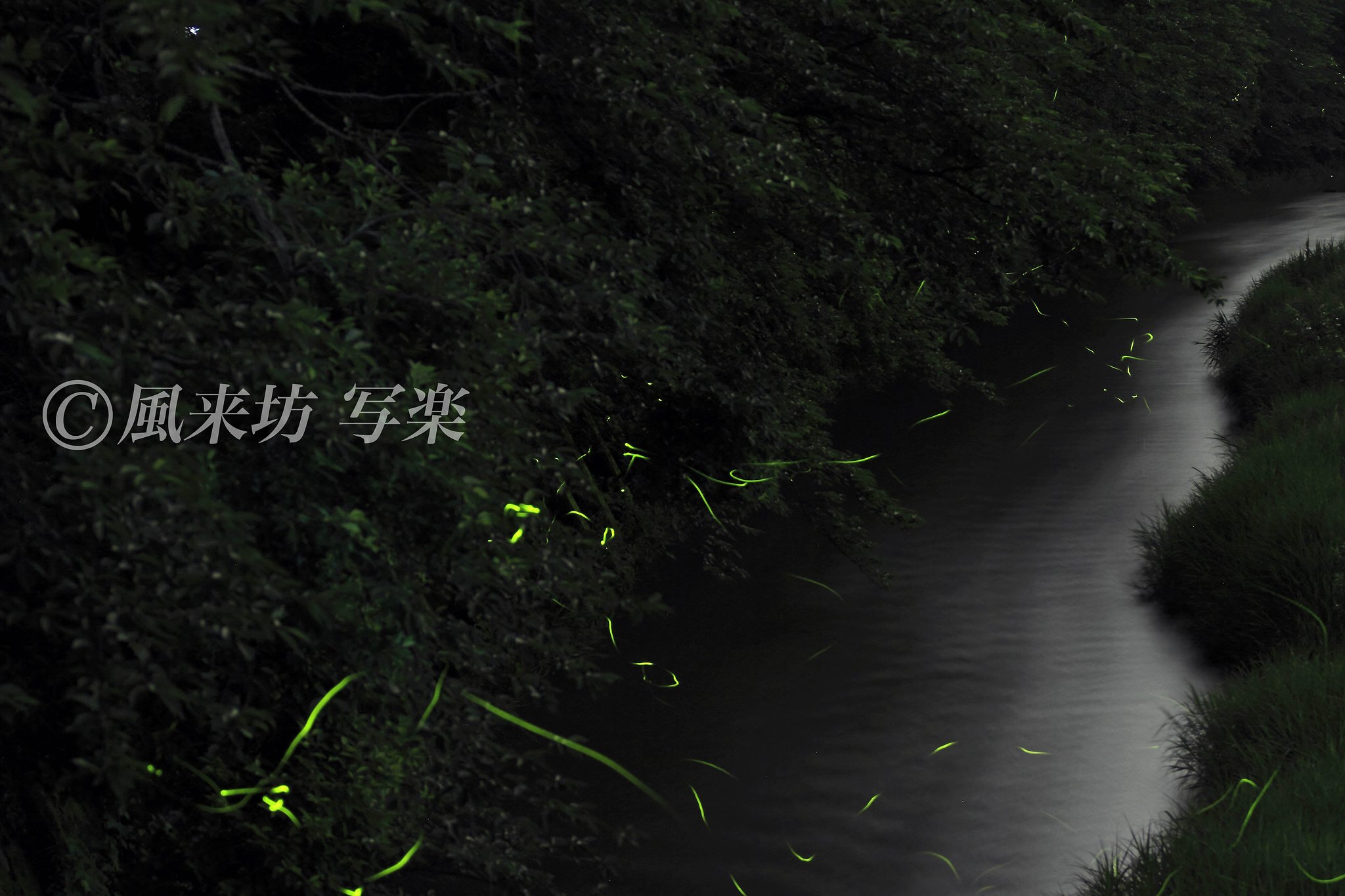 蛍