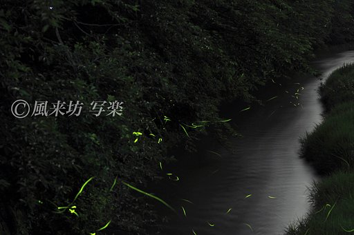 蛍