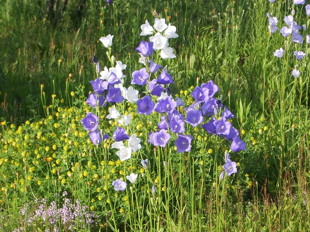 花