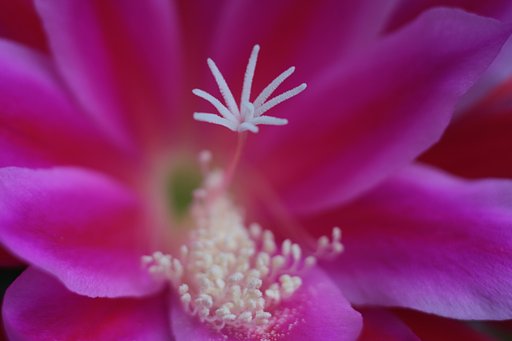 サボテンの花