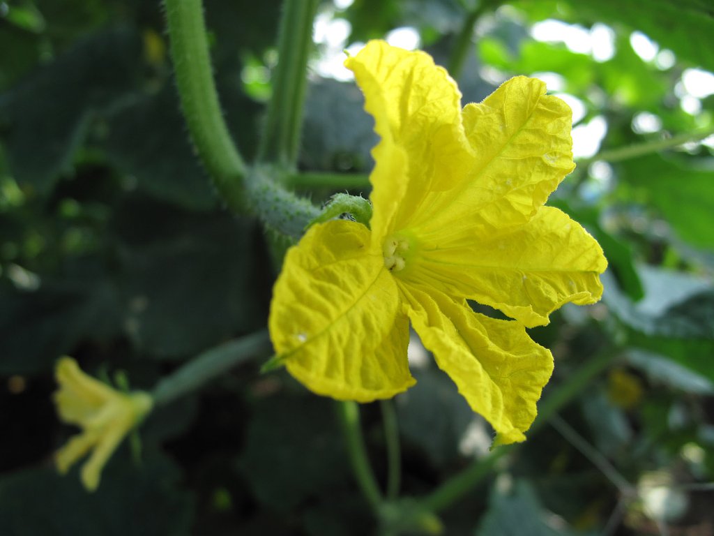 キュウリの花