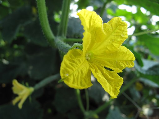 キュウリの花