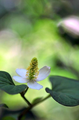 ドクダミの花