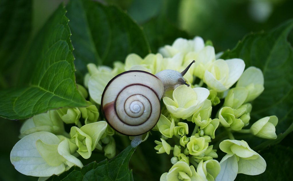 紫陽花とかたつむり