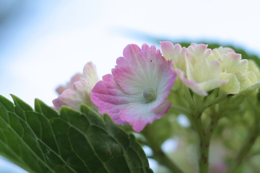 紫陽花　其の肆