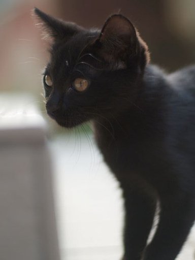 猫騒動