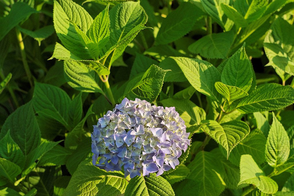 紫陽花