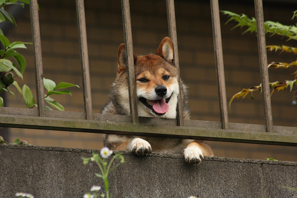 私も連れてって〜
