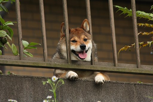 私も連れてって〜