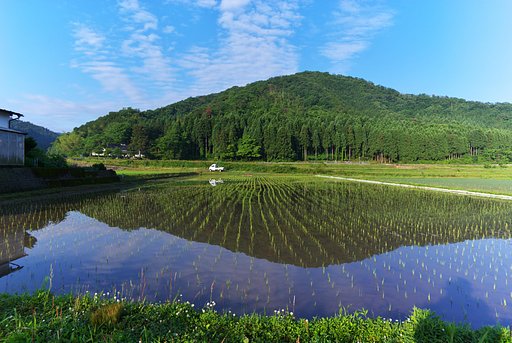 田植えが終わった水田
