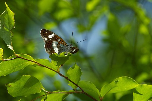 The White admiral