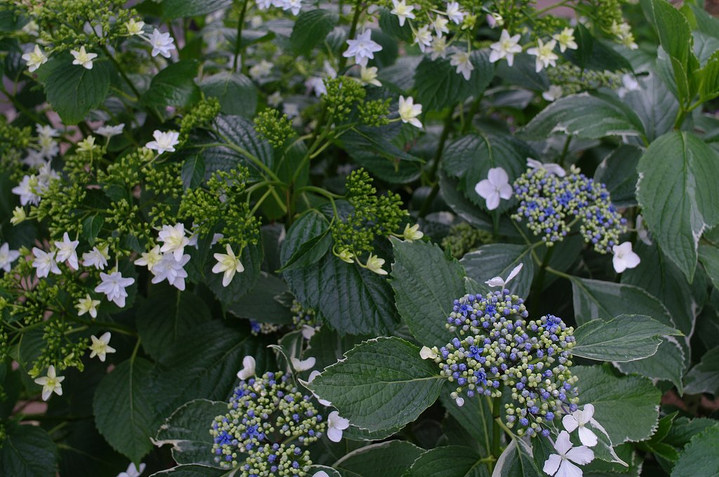 紫陽花の季節(2)