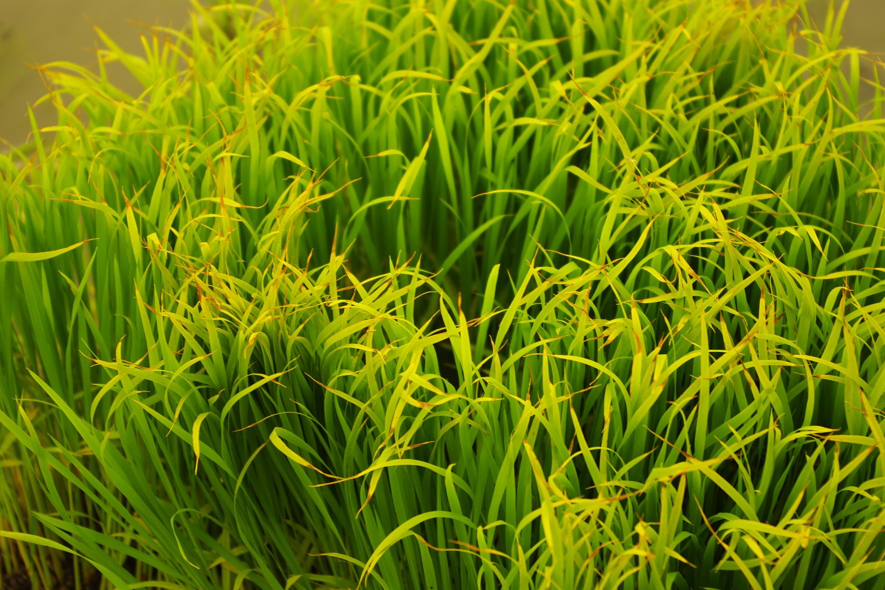 【生活の色】田植え